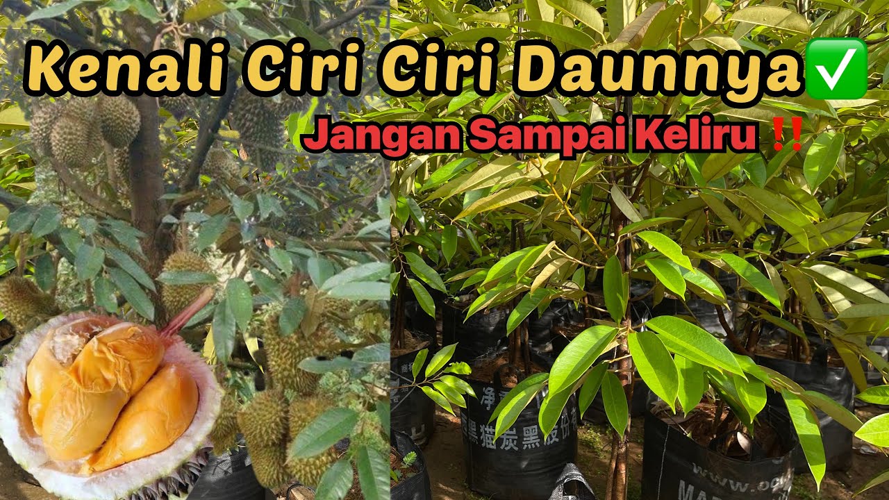 BIBIT DURIAN OCHEE/BLACKTHORN/DURIHITAM/D200