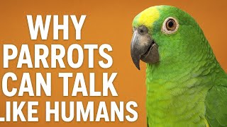 Why Parrots Can Talk Like Humans | Amazing Science Explained🦜