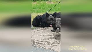 Skye Terriers - and after the grooming, up into the woods by Bohemia Coko 123 views 1 year ago 54 seconds