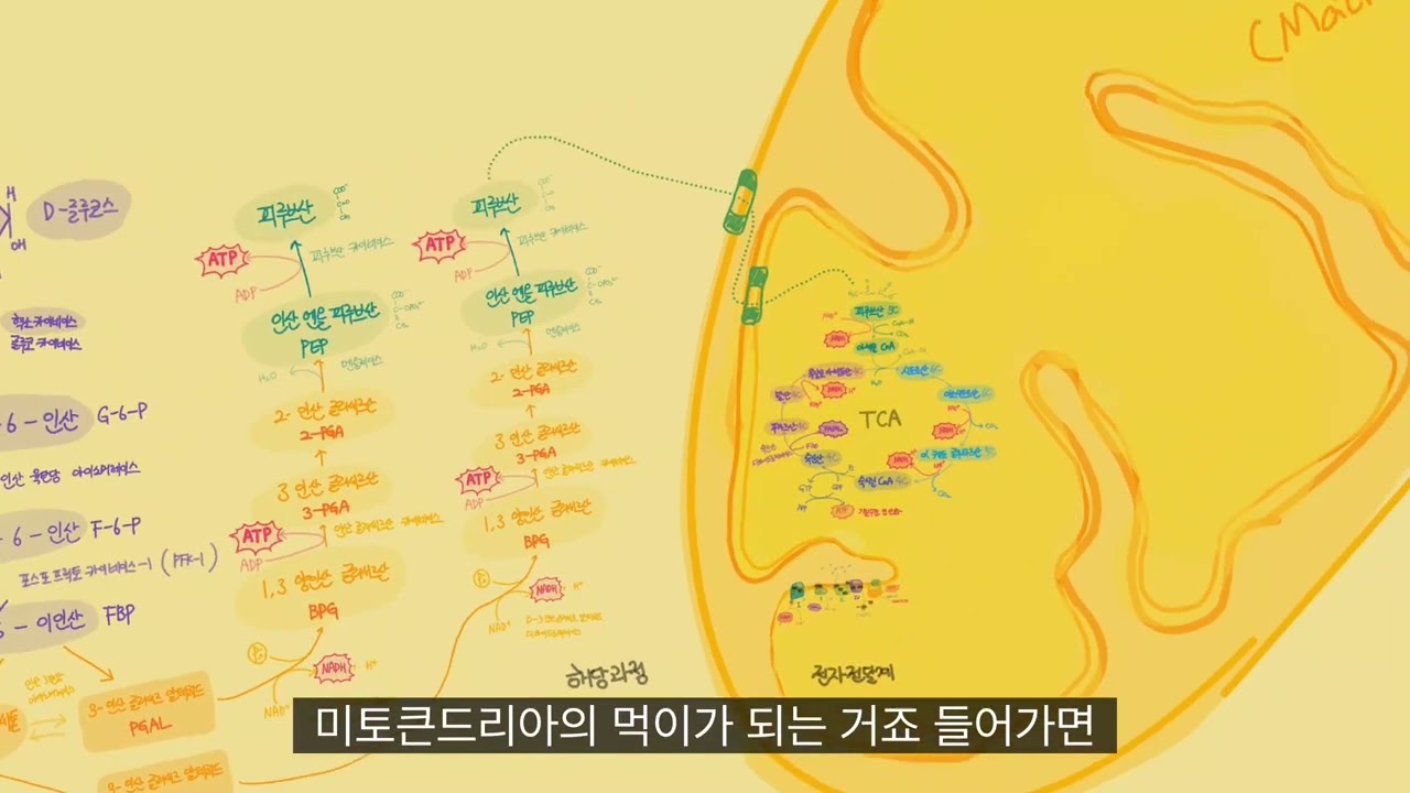 [생물이론] 포도당의 이용 - 해당과정, TCA회로, 전자전달계