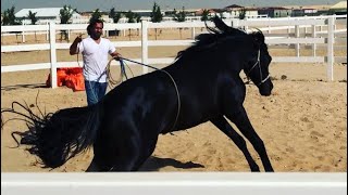 A few years ago. Working with a rare black stallion.