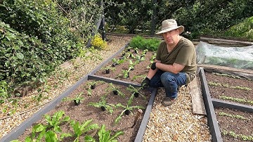 Planting out - chicory, beetroot, lettuce, and endive