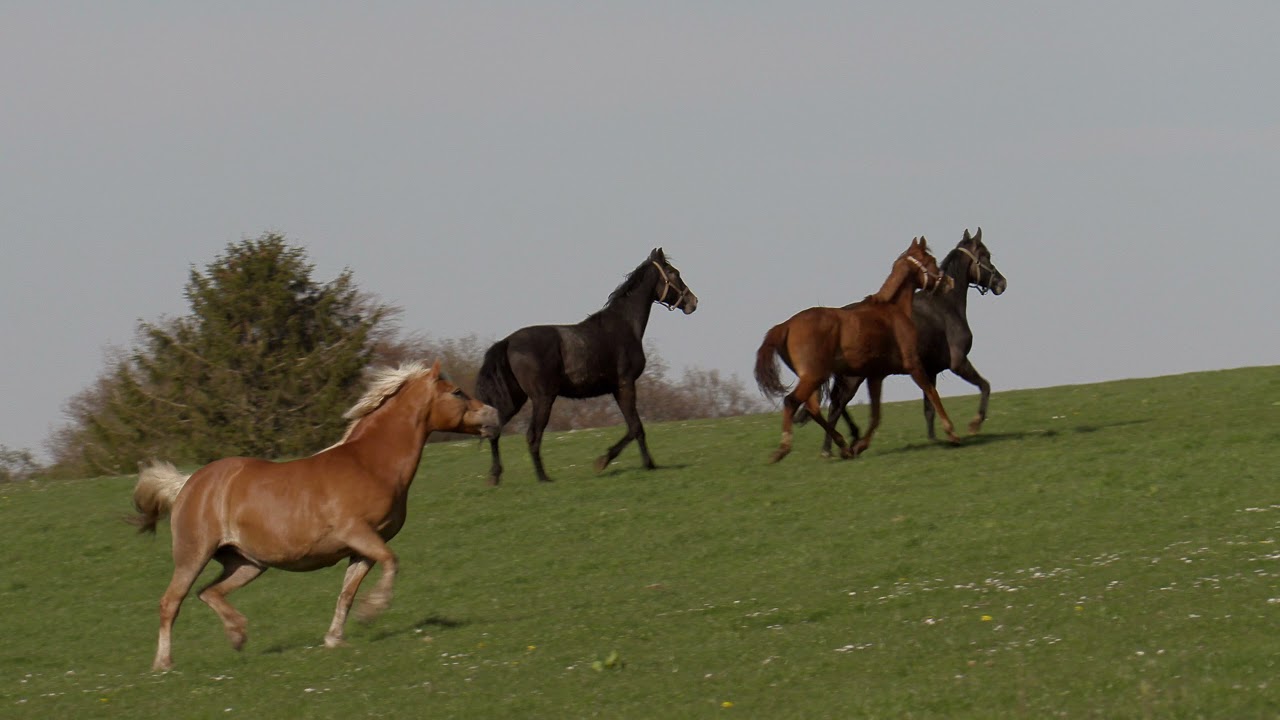 2021 05 09 Auf die Sommerweide   4K