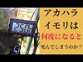 イモリウム水槽の夏場に置く場所：今日のイモリウム2020年6月５日(226日目）