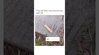 they will never trust that ant again