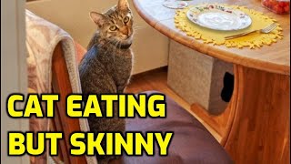 Why Is My Cat Losing Weight Even Though It's Eating?
