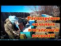 РАСШИРЕНИЕ СИЛЬНЫХ ПЧЕЛОСЕМЕЙ ВОЩИНОЙ И СУШЬЮ НА ЦВЕТЕНИЕ ВЕРБЫ