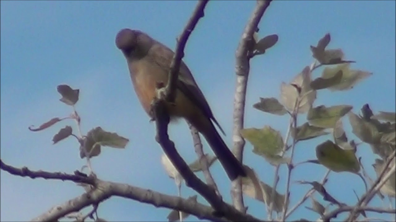 bugs bunny North American Wildlife --- Say's Phoebe roosting, snatching a bug & returning to the same spot