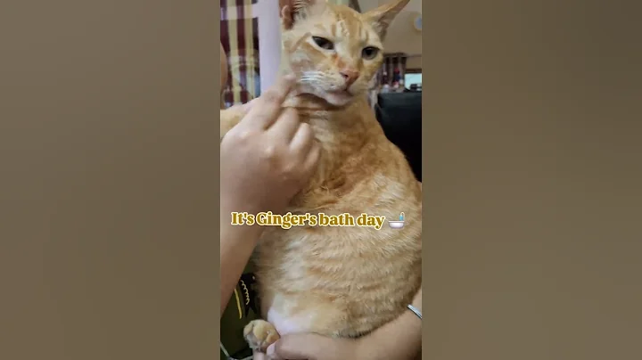 Video 10842361: ginger cat bathing, bathing reaction, bath clean
