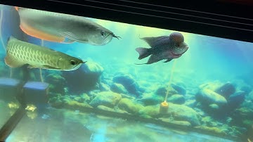 Nuôi chung cá rồng và La Hán