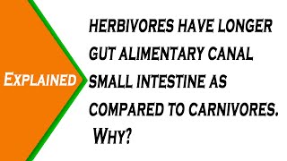 Herbivores have longer gut/alimentary canal/small intestine as compared to carnivores. Why?