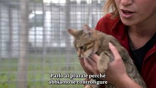 Vita Da Gatto  Backstage con gli animali