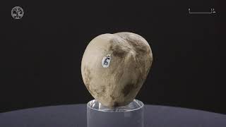 Echinoid 7 - Fossil