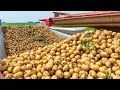 How harvest thousand tons of potato with modern machine  potato chipfrench fries making in factory