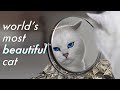 Meet The Highest Paid Cat In The World の動画、YouTube動画。
