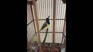 SOGOK ONTONG ISIAN LOVEBIRD || SOGON GACOR KICAU MANIA ID