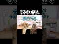 【猫ミーム】うるさい隣人
