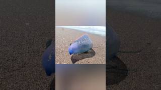 The Portuguese man o&#39; war (Physalia physalis) #jellyfish #theportuguesemanofwar #physaliaphysalis