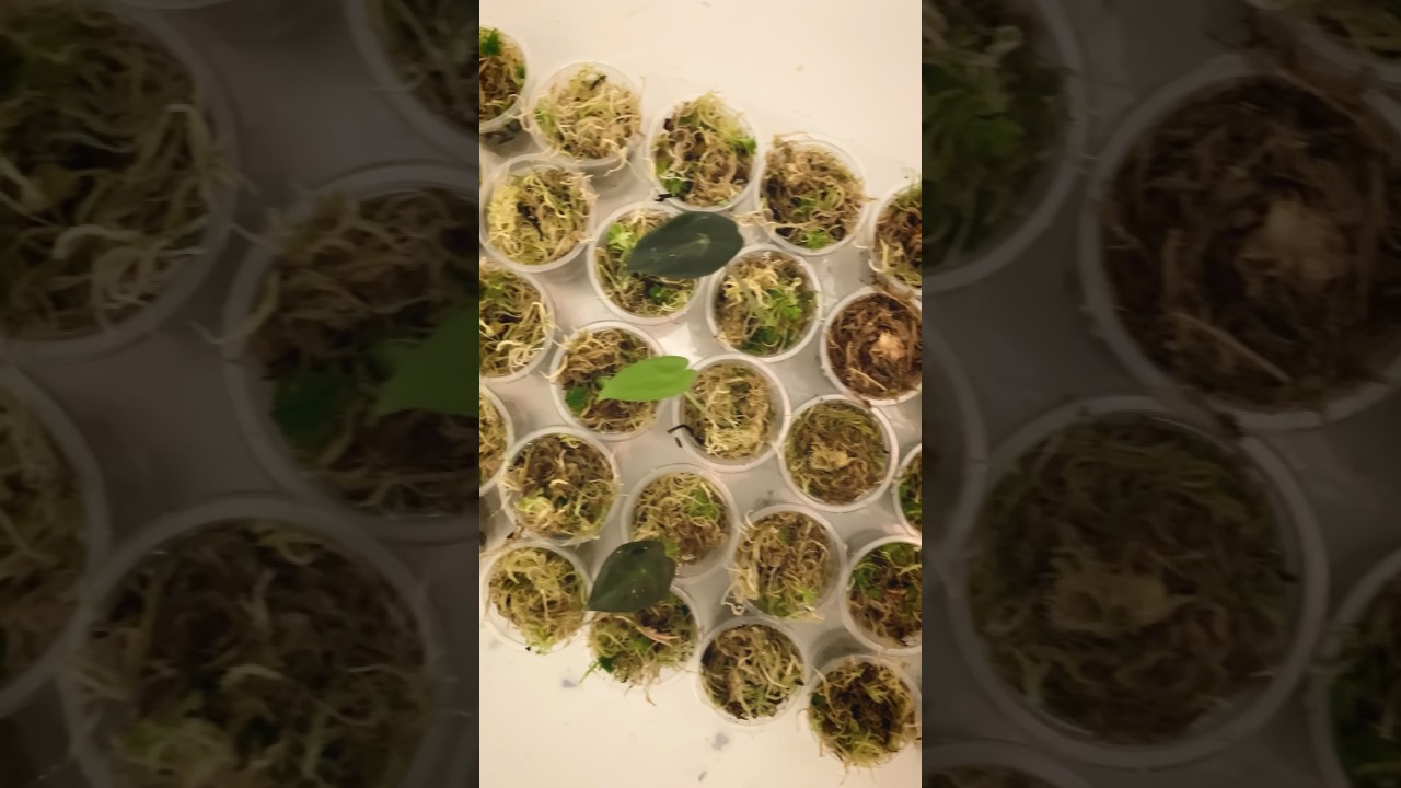 Снова в мох 🪴 