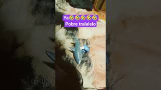 csm