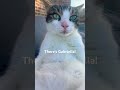 My cat❤️