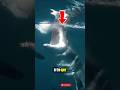 Apex Predator Unleashed: The True Power of Sharks #short #seaanimal #sea #shark