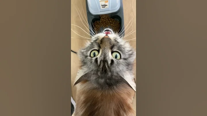 Watch the video about Meowing kitty #meow #eevee #mainecoon #cat #cute #adorable #floof #fur #fluffy