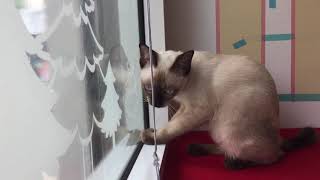 Siamese cats - Beautiful Siamese Cat Videos Compilation #06 | Spark of Nature by Spark of Nature 21 views 2 years ago 6 minutes, 22 seconds
