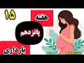 هفته پانزدهم بارداری وضعیت جنین رشد جنین درهفته پانزدهم ماه چهارم بارداری علائم بارداری هفته به هفته