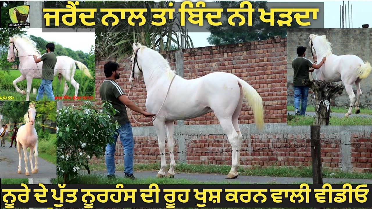 ਜਿਸਨੇ ਆ ਵੀਡੀਓ ਦੇਖਲੀ ਰਾਤ ਨੂੰ ਸੁਪਨੇ ਚ ਵੀ ਏਹੀ ਘੋੜਾ ਦਿਸੂ,, ਨੂਰੇ ਦਾ ਪੁੱਤ ਨੂਰਹੰਸ