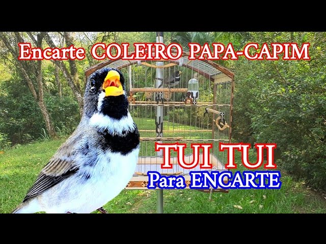 Terra dos Pássaros >> Prefere Mix Coleiro e Papa Capim - 500g
