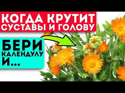 Неожиданный эффект календулы удивил даже врачей! Мигом отвалились грибок, гастрит, артрит и даже...