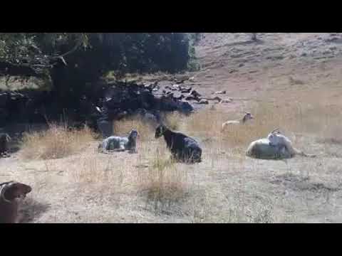 Keçilere askerlik eğitimi  (davar kalk😀) efsane çoban