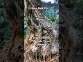 Sancang cuci Akar dan Naik pot#bonsai #winatabonsai #bonsaitree