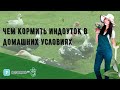 Чем кормить индоуток в домашних условиях