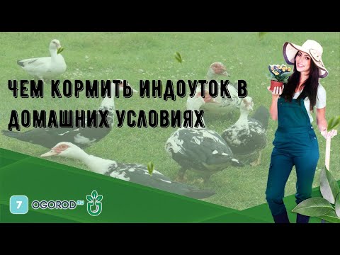 Кормление индоуток в домашних условиях