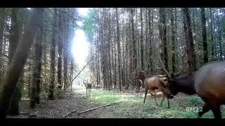 Big Roosevelt Elk Walk By Our Bobcat Cam Trail Cam Video