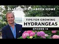 Hydrangeas  growing tips  faq garden home vlog 2019 4k