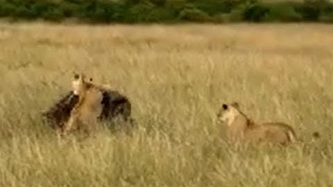 Four lionesses take down an unsuspecting wildebeast in Masai Mara, Kenya