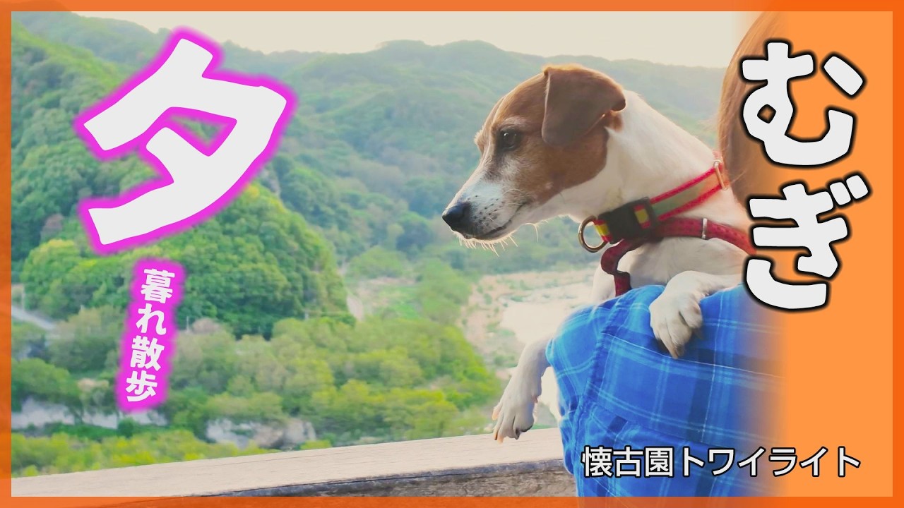 Dog Video] A Jack Russell Terrier named Mugi sees azaleas before