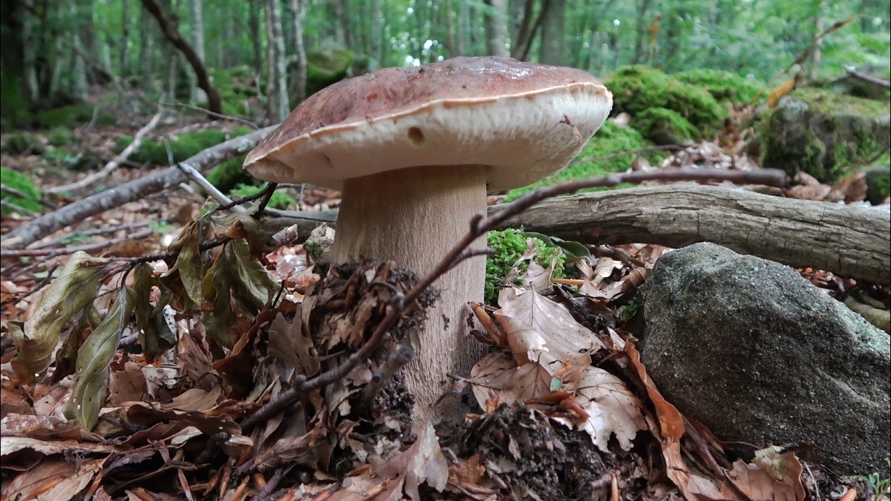 Прекрасный рост белых грибов в буковом лесу - июль 2025 г.