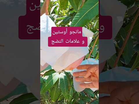 مانجو أوستين و علامات النضج