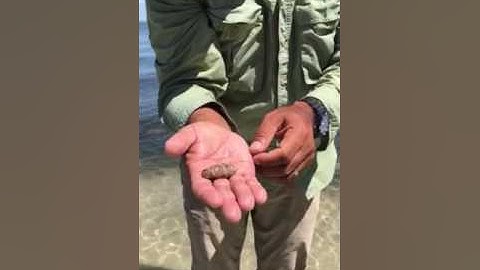 Wildlife Wednesday - Lettered Olive Shell