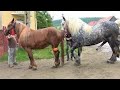 horse breeding