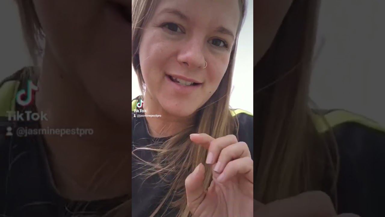 A boxelder bug infestation and how to prevent them