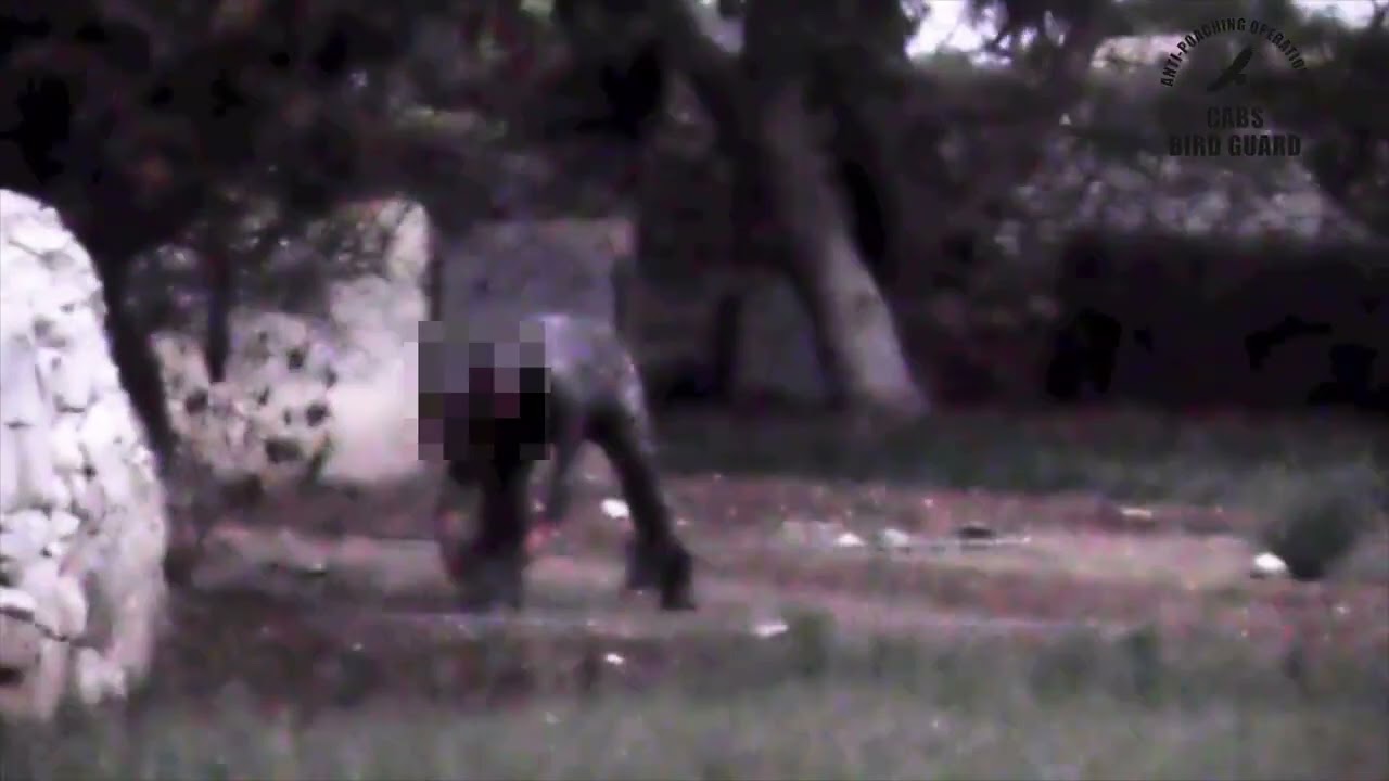 CABS video | FKNK council member caught illegally trapping birds