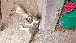 Funniest Cat Videos In The World || Funny Kittens Compilation 2026 #Cat #FunnyKittens #angrykitty 