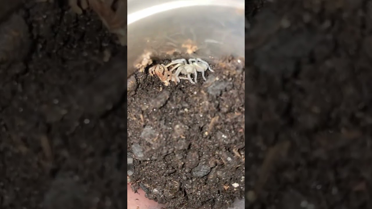 Extreme rare unique tarantula montana baby molted successfully