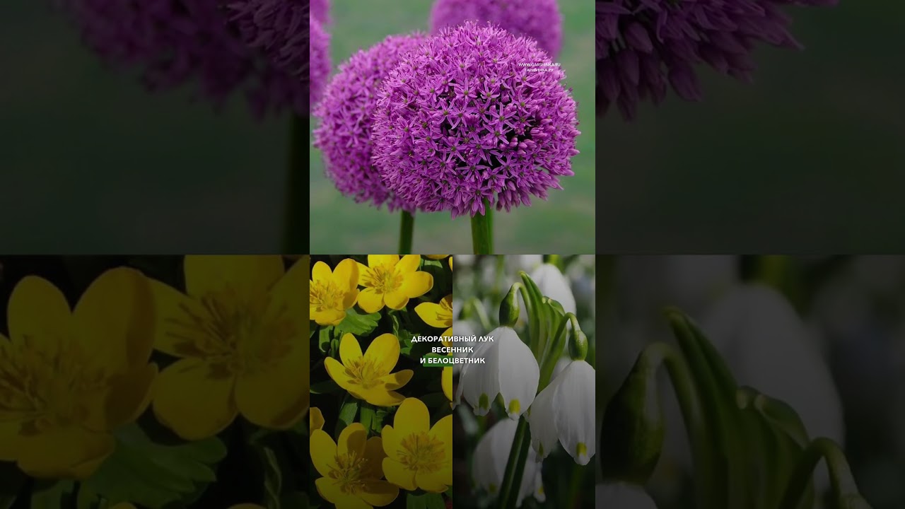 Посадил и забыл 😉 Эти луковичные не требуют ухода и подойдут даже новичку 🌷