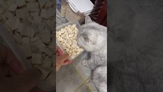 Cute Cat cutecat  catlove  meow  petlife 